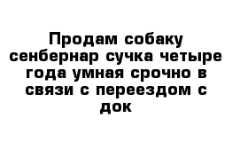 Продам собаку сенбернар сучка четыре года умная срочно в связи с переездом с док